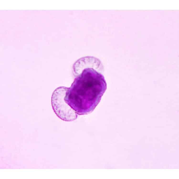 Mikropræparater: pollen, 10 arter